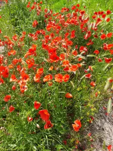 Jacquelien 06 Heerlijk deze rozen
